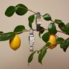 Thumbnail Image 3 of Citizen L Bianca Women's Watch EW5624-54Y